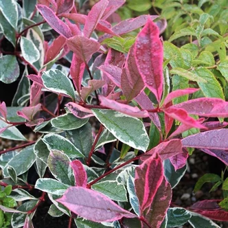 Photinia x fraseri 'Pink Marble'® (syn.: 'Cassini') – Rózsaszín tarkalevelű korallberkenye