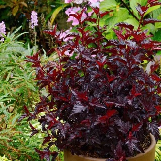 Physocarpus opulifolius 'All Black' – Bangitalevelű hólyagvessző