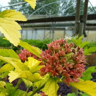 Physocarpus opulifolius 'Angel Gold' – Bangitalevelű hólyagvessző