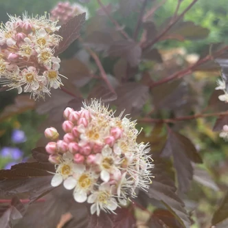 Physocarpus opulifolius 'Diable d'Or'® – Bangitalevelű hólyagvessző