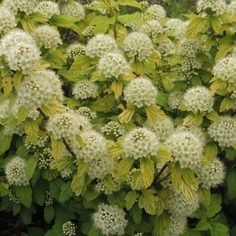 Physocarpus opulifolius – Bangitalevelű hólyagvessző