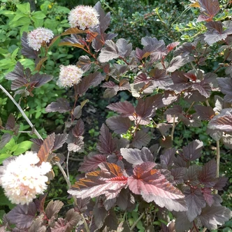 Physocarpus opulifolius 'Lady in Red' - Bangitalevelű hólyagvessző