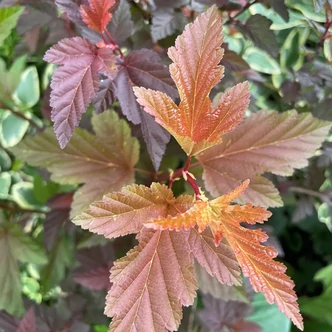 Physocarpus opulifolius 'Little Angel' – Bangitalevelű hólyagvessző
