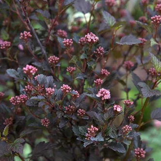Physocarpus opulifolius 'Little Devil' – Bangitalevelű hólyagvessző