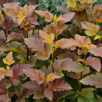Physocarpus opulifolius 'Magical Sweet Cherry Tea' – Bangitalevelű hólyagvessző