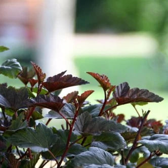 Physocarpus opulifolius 'Red Esquire' – Bangitalevelű hólyagvessző