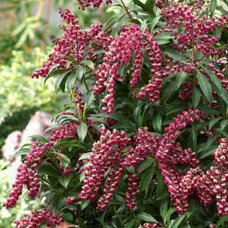 Pieris japonica 'Passion' – Babérhanga Pieris japonica 'Passion' – Babérhanga