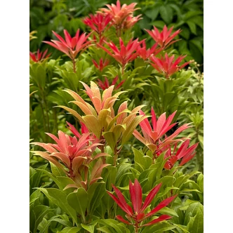 Pieris japonica 'Mountain Fire' – Babérhanga Pieris japonica 'Mountain Fire' – Babérhanga