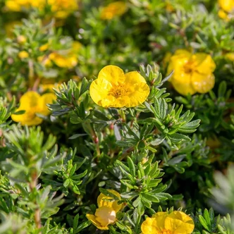 Potentilla fruticosa 'Hachmann's Gigant' – Cserjés pimpó