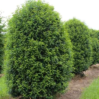 Prunus lusitanica 'Angustifolia' – Portugál babérmeggy