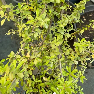 Pyracantha 'Ces' – Tűztövis Pyracantha 'Ces' – Tűztövis