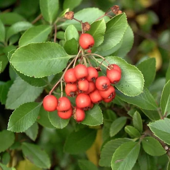 Pyracantha coccinea 'Bad Zwischenahn' – Tűztövis Pyracantha coccinea 'Bad Zwischenahn' – Tűztövis
