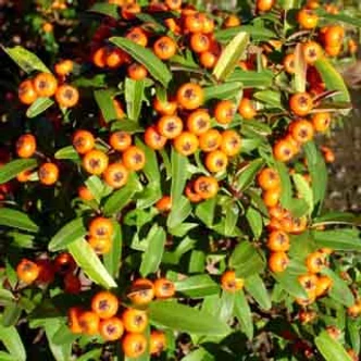 Pyracantha 'Navaho' – Tűztövis Pyracantha 'Navaho' – Tűztövis
