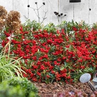 Pyracantha 'Red Star'® – Tűztövis
