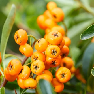 Pyracantha 'Sunny Star' – Tűztövis Pyracantha 'Sunny Star' – Tűztövis
