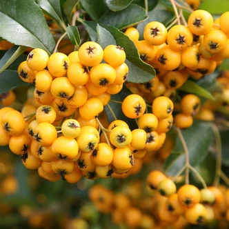 Pyracantha coccinea 'Soleil d'Or' - Citromsárga bogyójú tűztövis Pyracantha coccinea 'Soleil d'Or' - Citromsárga bogyójú tűztövis