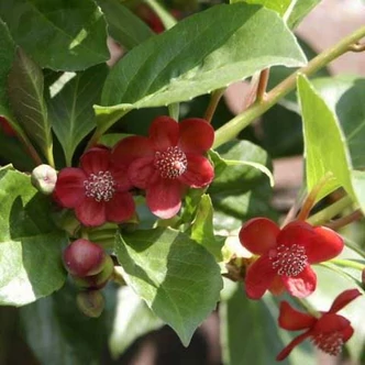 Schisandra rubriflora – Piros virágú kúszómagnólia