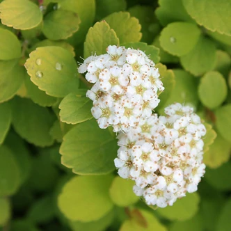 Spiraea betulifolia 'Tor Gold' – Nyírlevelű gyöngyvessző