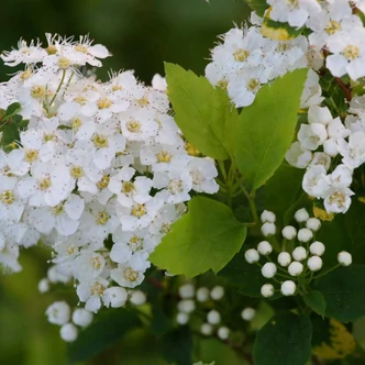 Spiraea chamaedryfolia – Gyöngyvessző