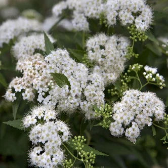 Spiraea japonica 'Albiflora' – Japán gyöngyvessző