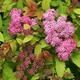 Spiraea japonica 'Double Play Big Bang' – Japán gyöngyvessző