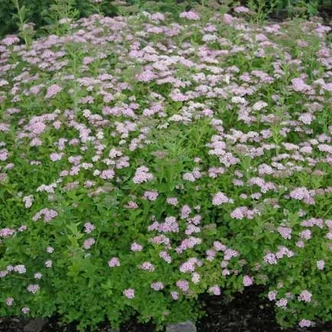Spiraea japonica 'Dwarf' – Törpe japán gyöngyvessző