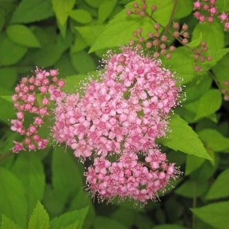 Spiraea japonica 'Elegant' – Japán gyöngyvessző