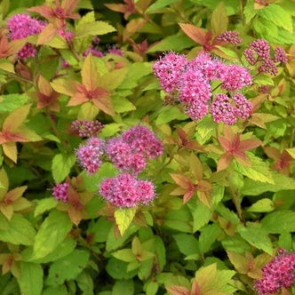 Spiraea japonica 'Golden Carpet' – Japán gyöngyvessző