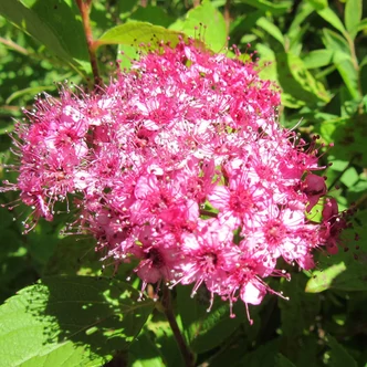 Spiraea japonica 'Manon' – Japán gyöngyvessző