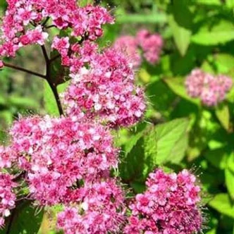 Spiraea japonica 'Ruberrima' – Japán gyöngyvessző