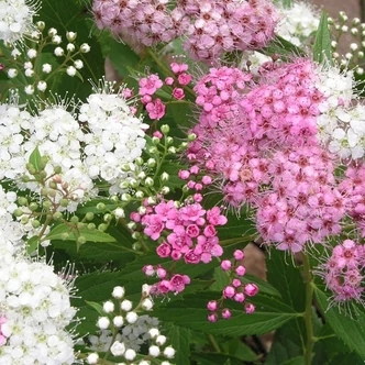 Spiraea japonica 'Genpei' (syn.: 'Shirobana') – Japán gyöngyvessző