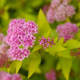 Spiraea japonica 'Sundrop' – Japán gyöngyvessző