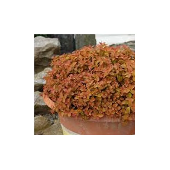 Spiraea japonica 'Zen's Spirit Caramel' – Japán gyöngyvessző