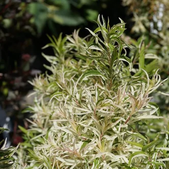 Spiraea thunbergii 'Mount Fuji' – Gyöngyvessző