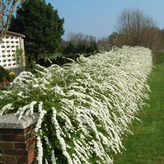 Spiraea cinerea 'Grefsheim' - Hamvas gyöngyvessző Spiraea cinerea 'Grefsheim' - Hamvas gyöngyvessző