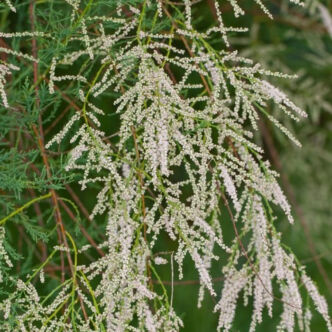 Tamarix ramosissima 'Hulsdonk White' – Szürke tamariska