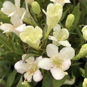 Weigela 'Picobella Bianco'® – Rózsalonc