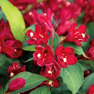Weigela 'Cherry Love'® – Rózsalonc