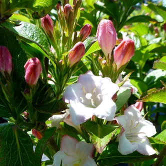 Weigela florida 'Carnaval' – Rózsalonc
