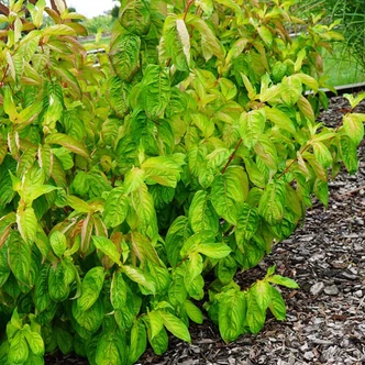 Weigela florida 'Lime Monster' – Rózsalonc