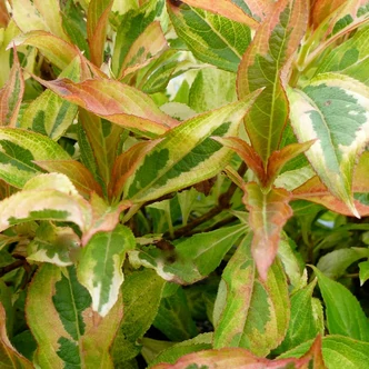 Weigela florida My Monet® 'Sunset' – Rózsalonc