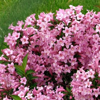 Weigela florida 'Piccolo' – Rózsalonc Weigela florida 'Piccolo' – Rózsalonc