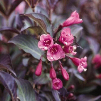 Weigela florida 'Purpurea' – Rózsalonc
