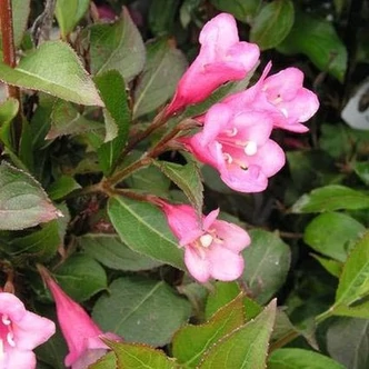 Weigela 'Minuet' – Rózsalonc