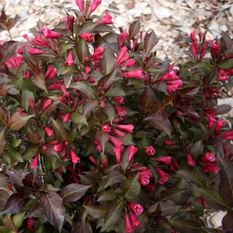 Weigela 'Naomi Campbell' – Rózsalonc
