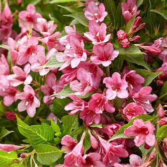 Weigela 'Picobella Rosa'® – Rózsalonc