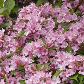 Weigela 'Rosea' - Rózsalonc Weigela 'Rosea' - Rózsalonc