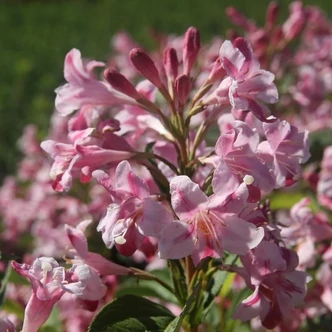 Weigela 'Stelzneri' – Rózsalonc