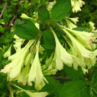 Weigela subsessilis 'Canary' – Rózsalonc