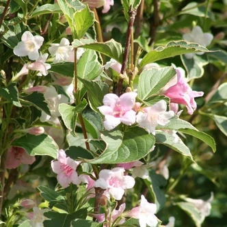 Weigela florida 'Suzanne' – Rózsalonc